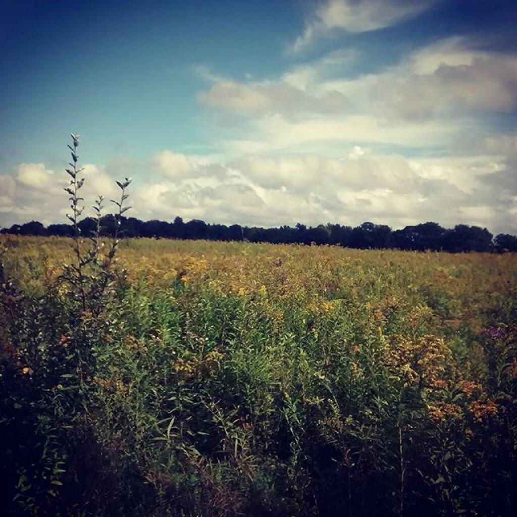 Photo: Field