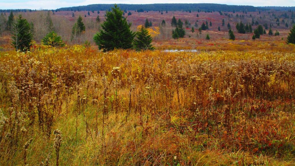 Photo: Dolly Sods Wilderness