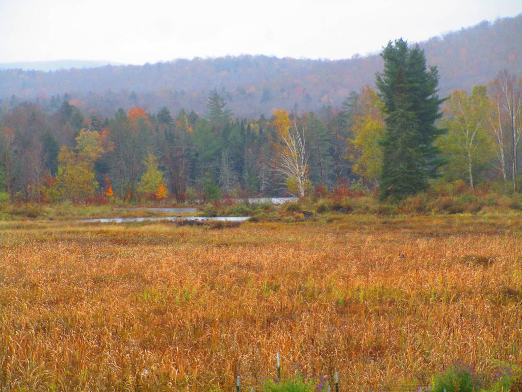 Photo: Wetlands