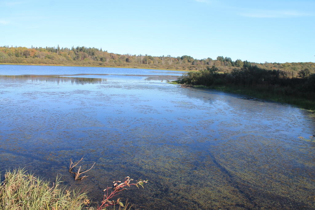 Photo: Backwaters of Whetstone Reservior