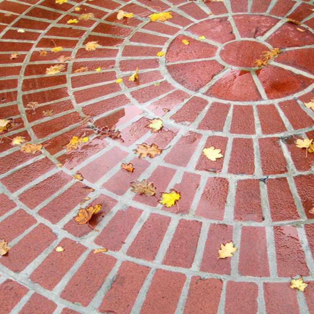 Photo: Leaves