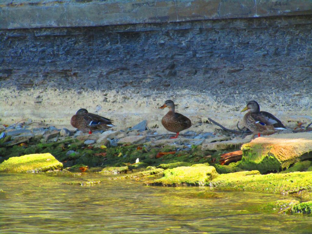 Photo: Mottled Ducks