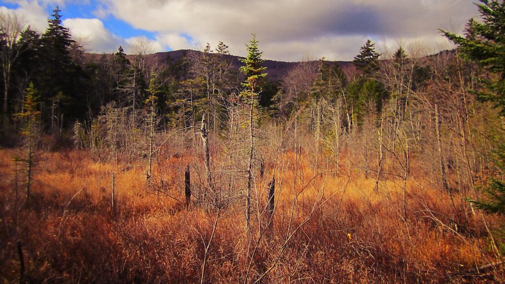 Photo: Wetlands