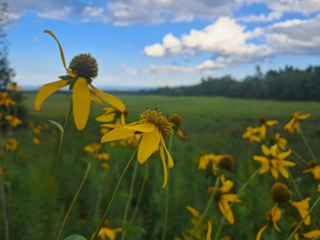Photo: Cone Flower Daily Update