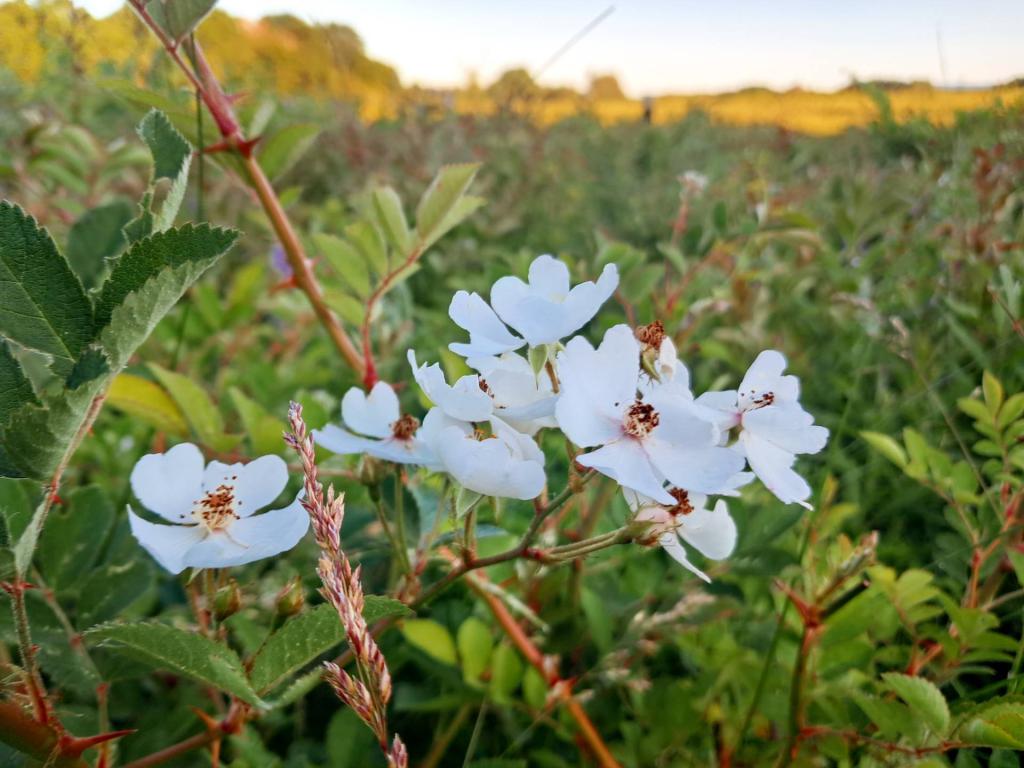 Photo: Multiflora Rose [Expires June 23 2026]