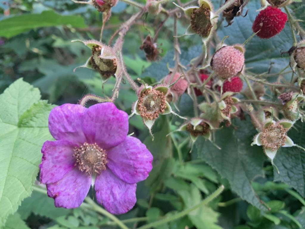 Photo: Purple Flowering Raspberry 🌸