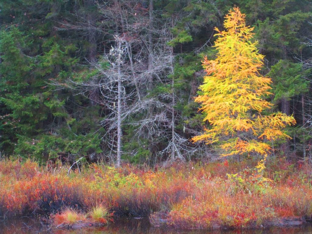 Photo: Tamarack