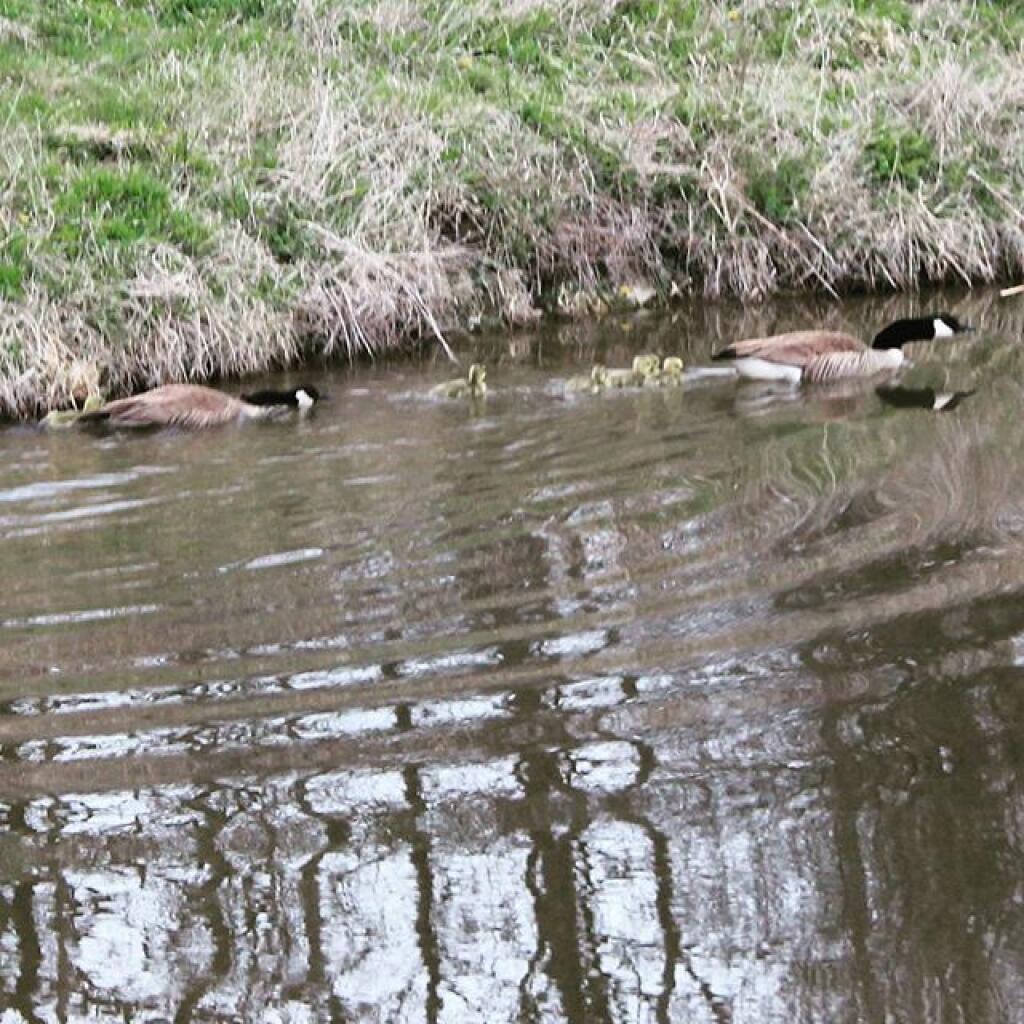 Photo: Geese