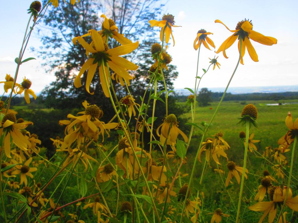 Photo: Cone Flower Daily Update 2