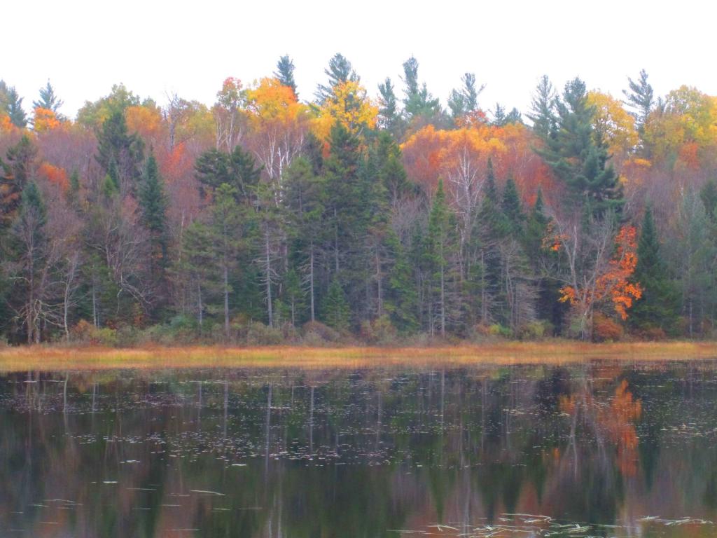 Photo: Colors along Hitchens Pond