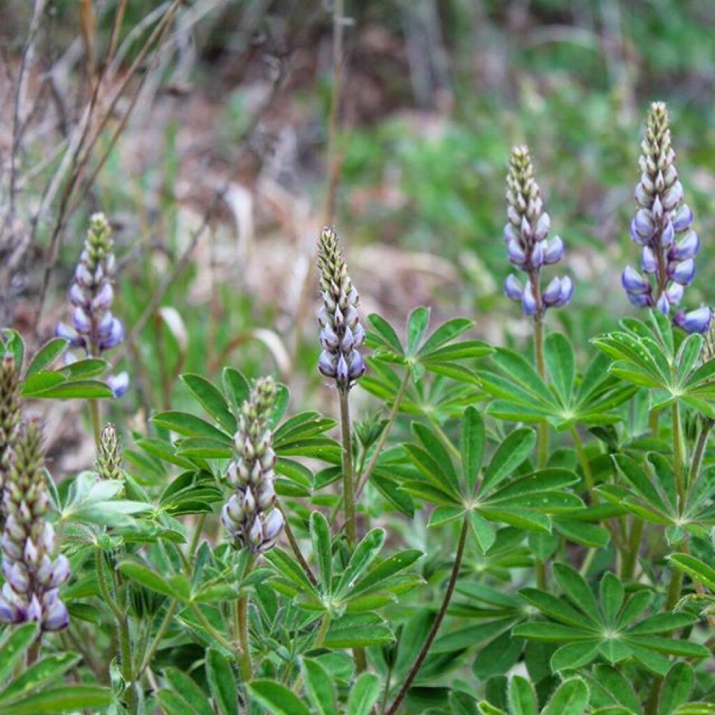 Photo: Lupine