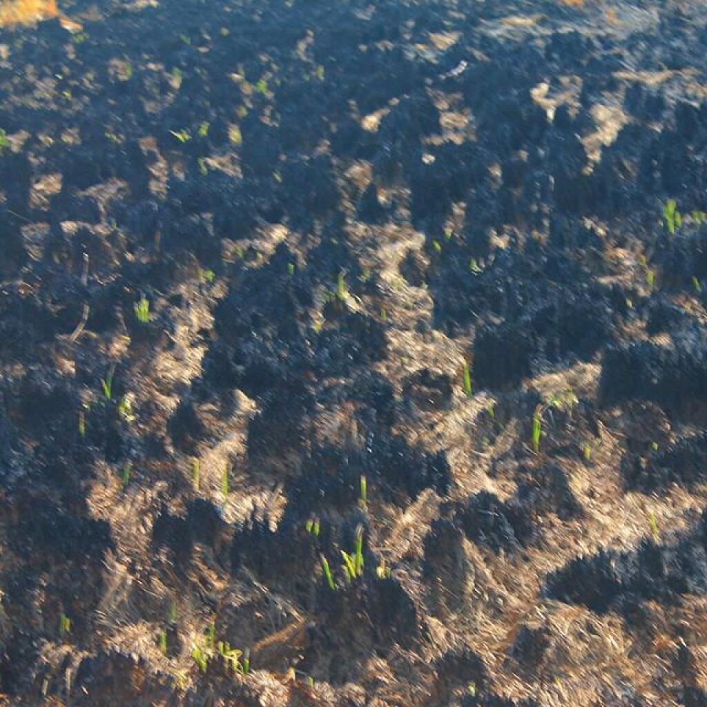 Photo: Few shoots of green. Will be interesting to watch regrow.