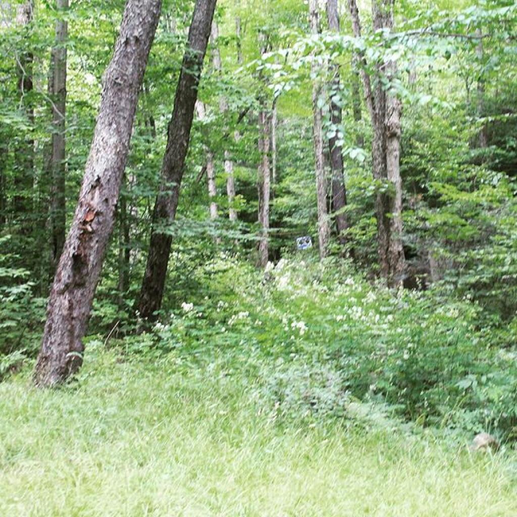 Photo: Old woods road behind campsite