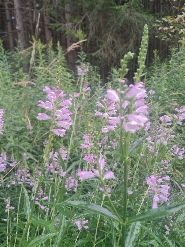 Photo: False Dragonhead 🐲