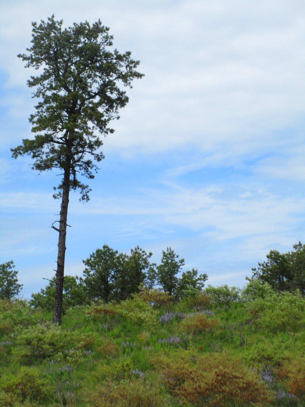Photo: Patches Of Blue
