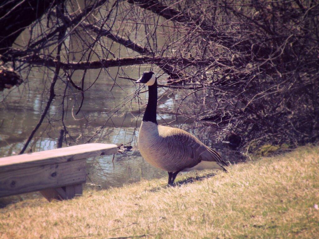 Photo: Canada Goose