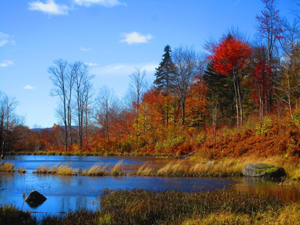 Photo: Beaver Pond on the Winding Falls Trail