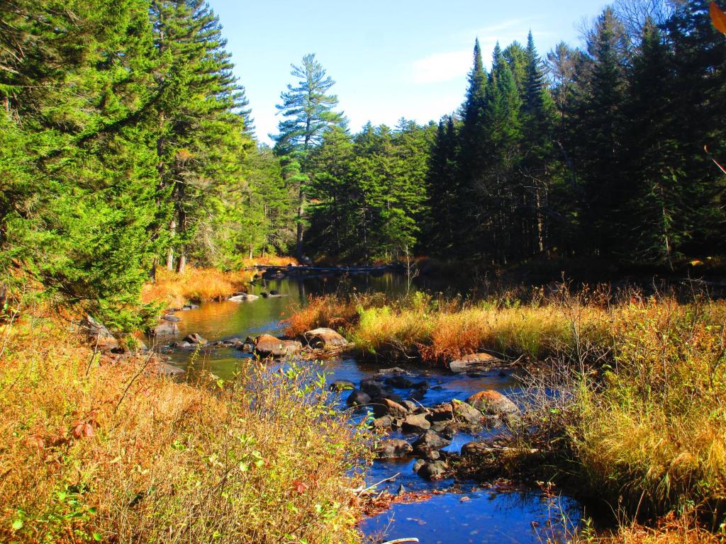Photo: Bog River