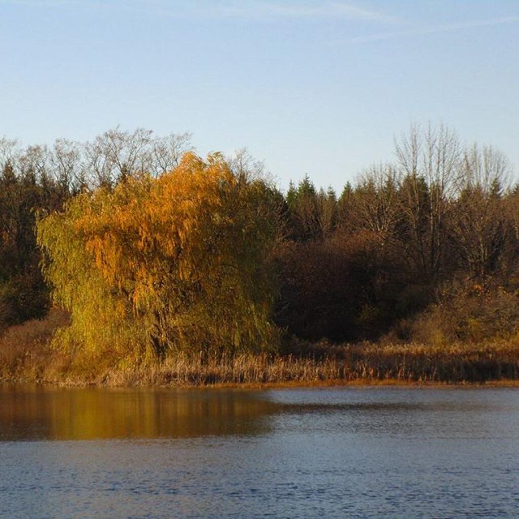 Photo: Foster Pond