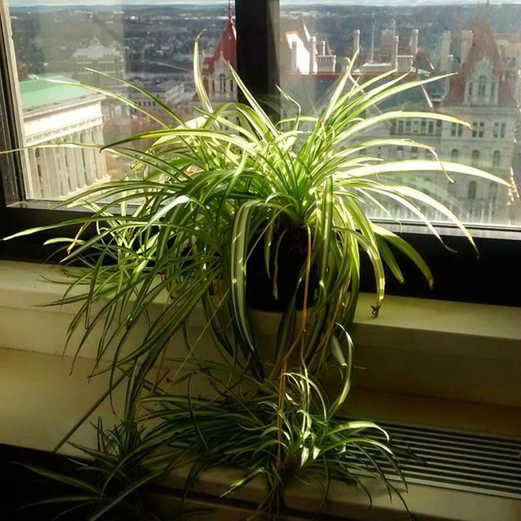 Photo: Spider Plant is back in its happy place Photo: Spider Plant is back in its happy place