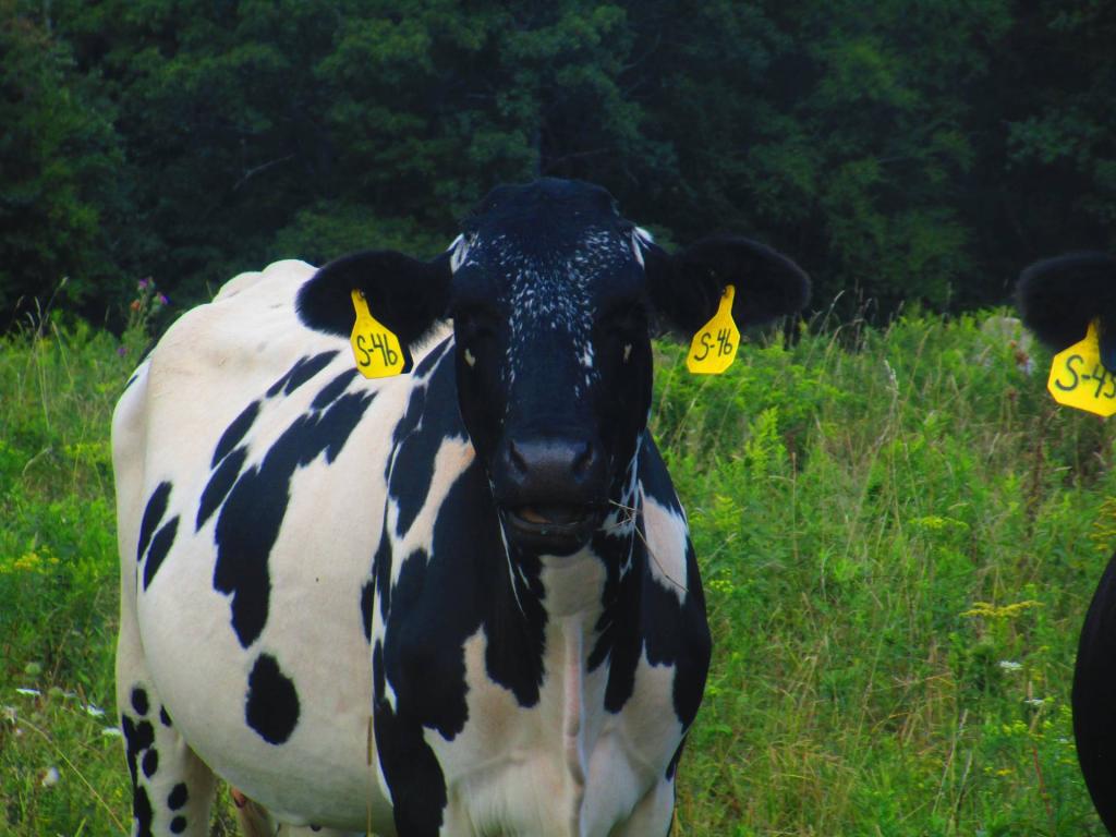 Photo: Holstein Friesian