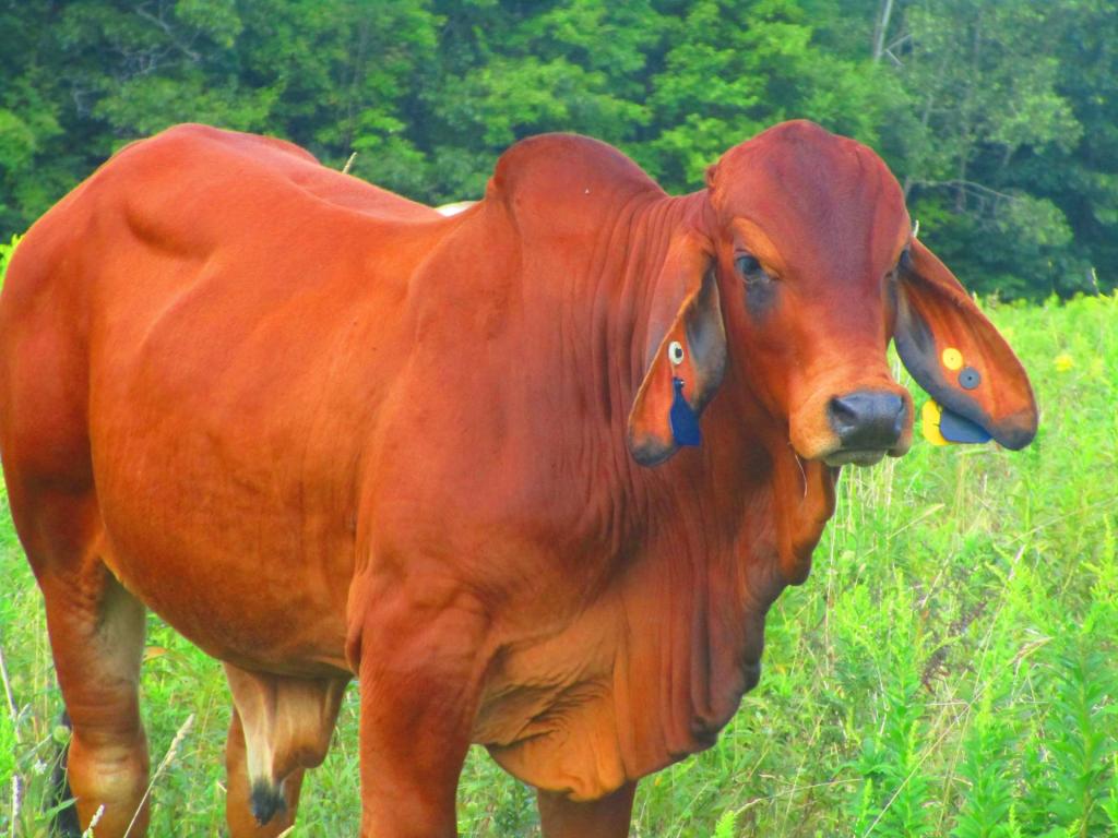 Photo: Brahman