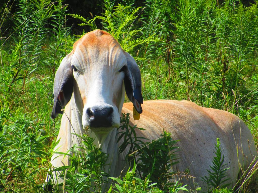 Photo: American Brahman
