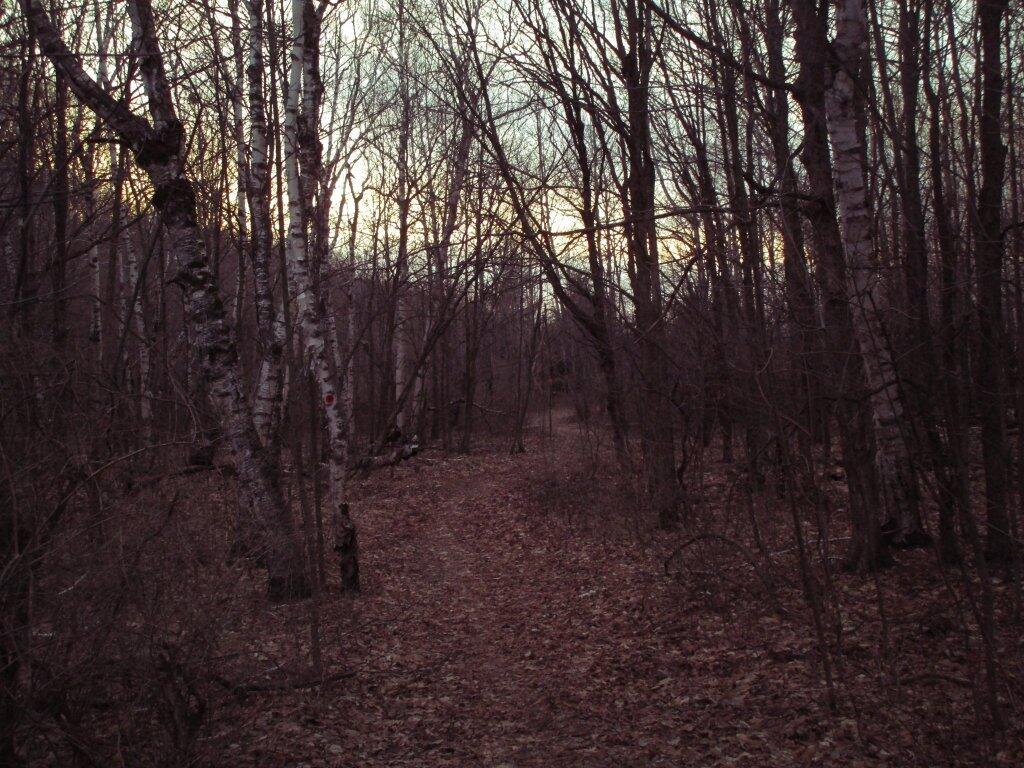 Photo: Trail At Dusk