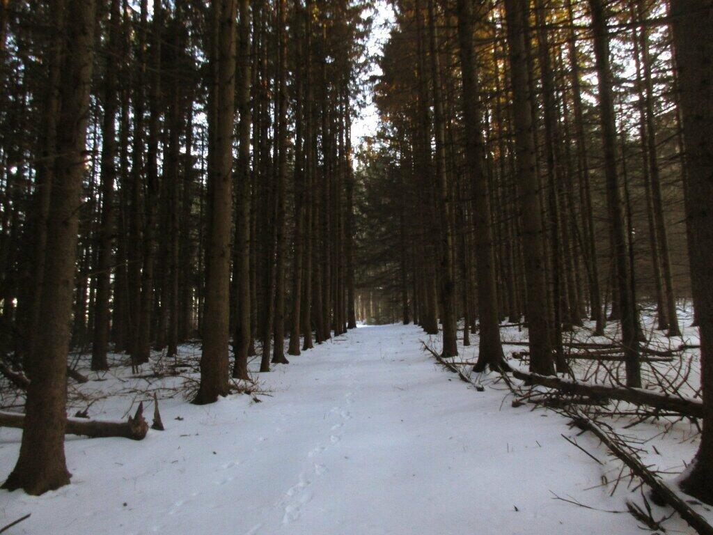Photo: Firebreak