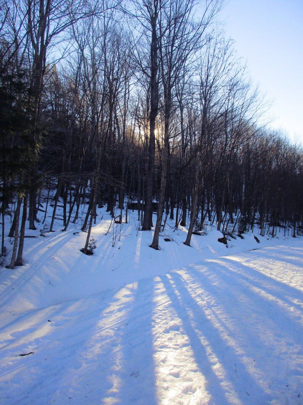 Photo: Through The Trees