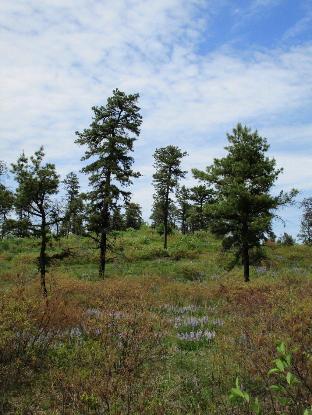 Photo: Lupine Off Of Overlook Dune