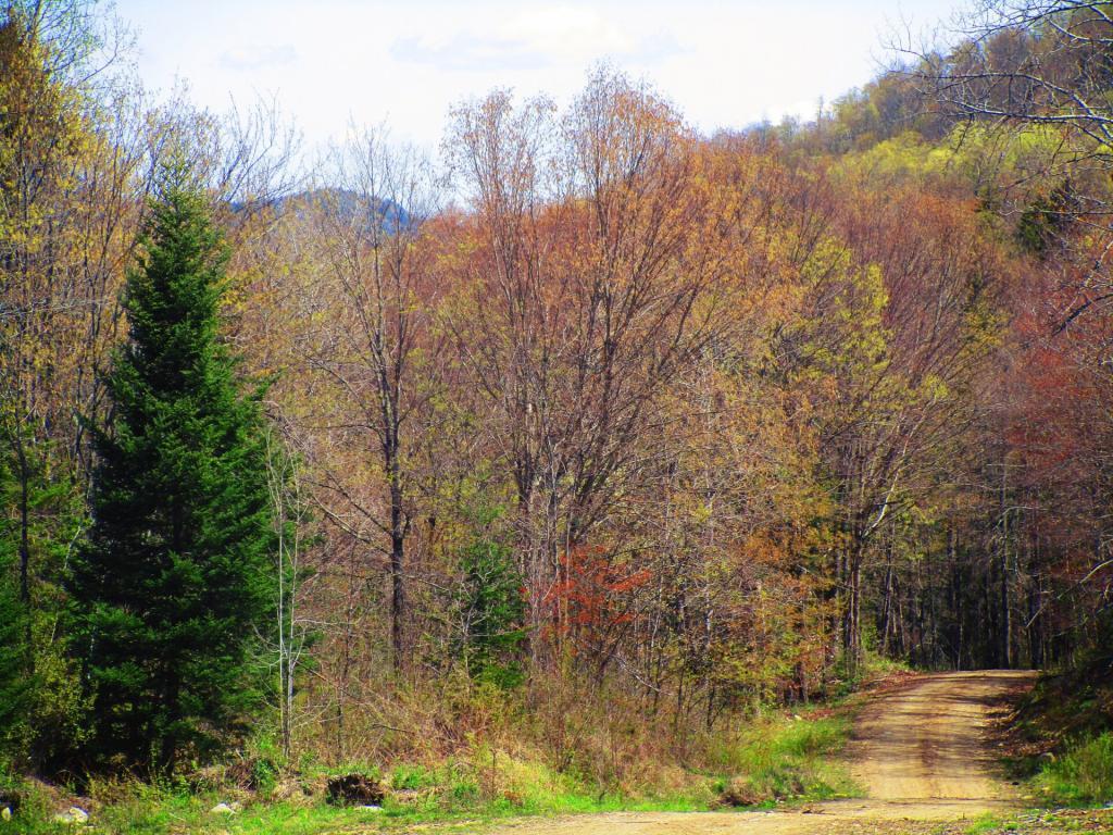 Photo: Exploring Robb Creek Mill Road