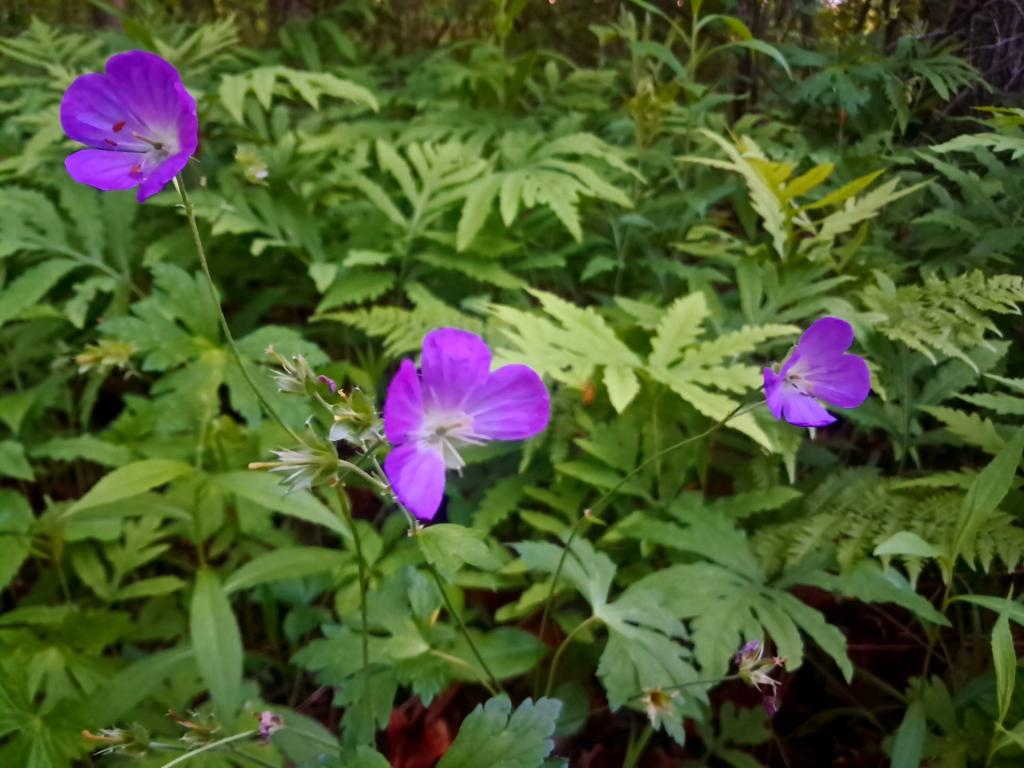 Photo: Wild Germanium [Expires June 11 2026]