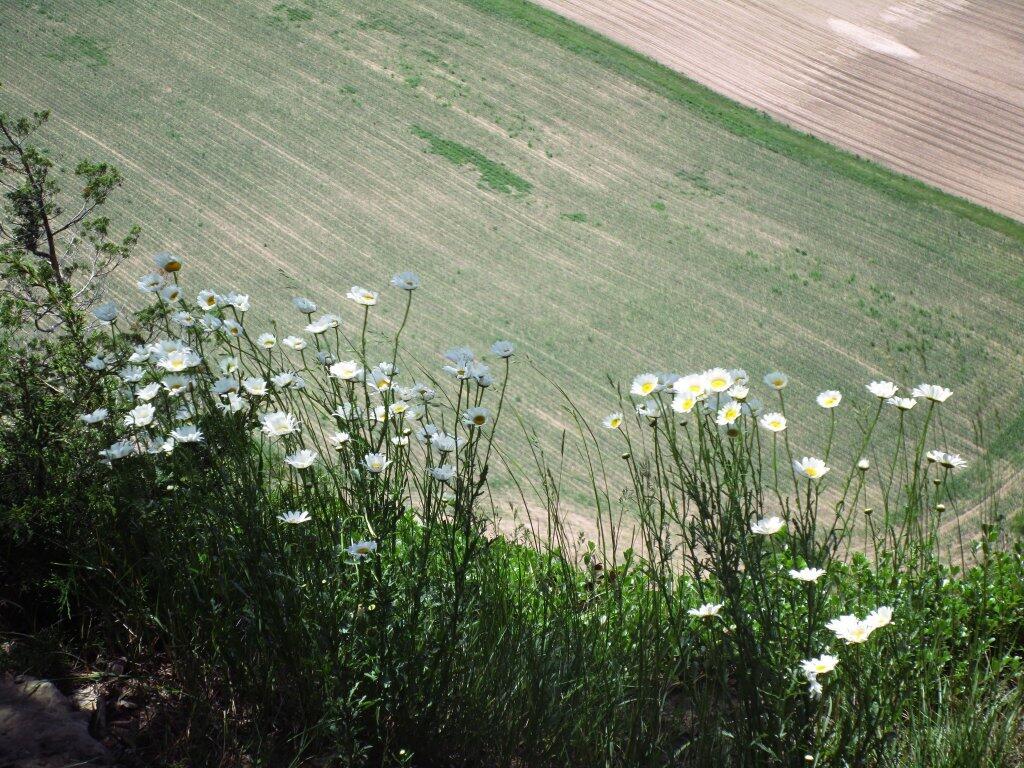 Photo: Daisies