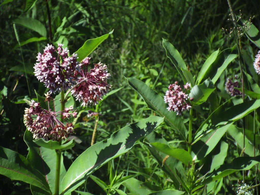 Photo: Milkweed