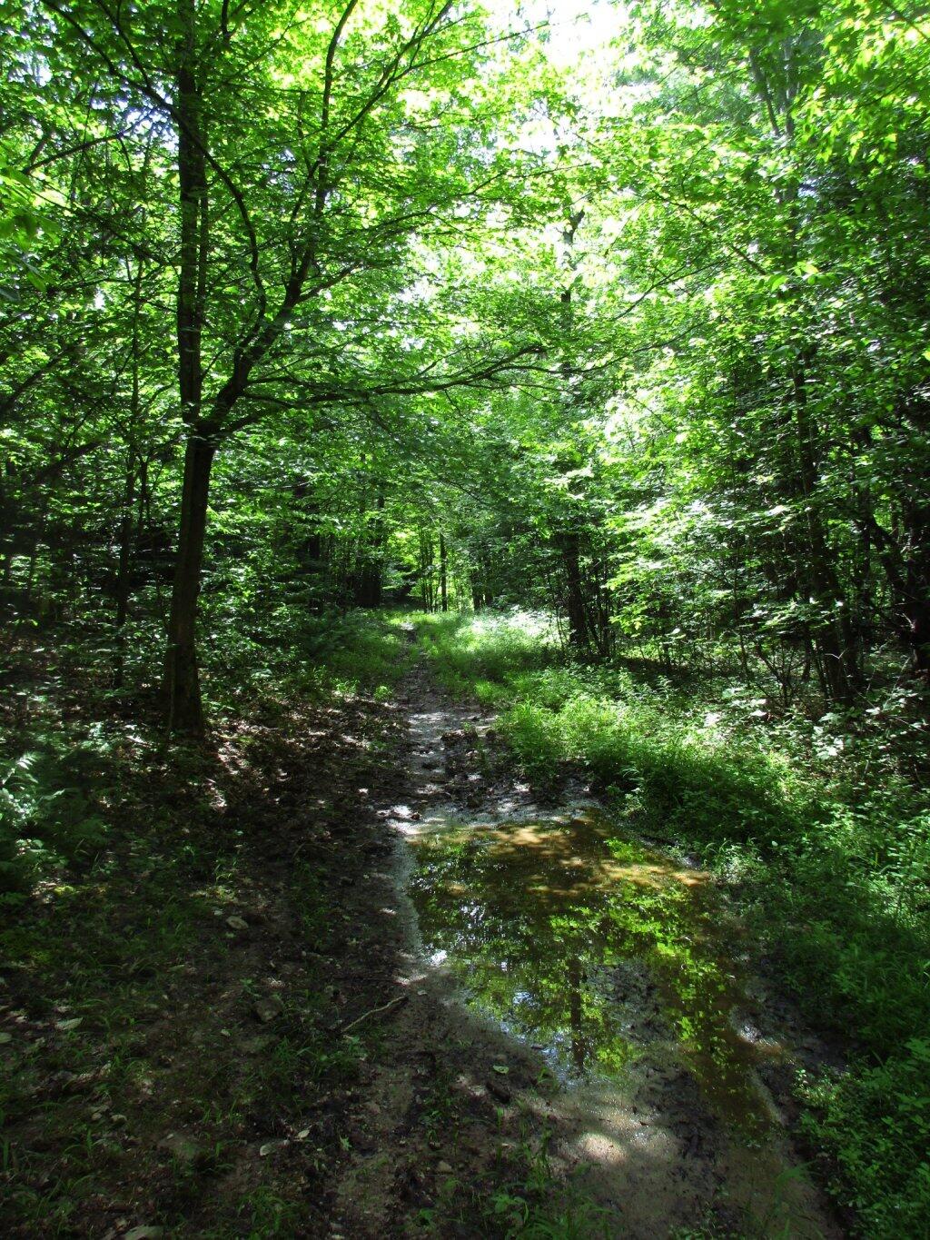 Photo: Muddy Old Woods Road