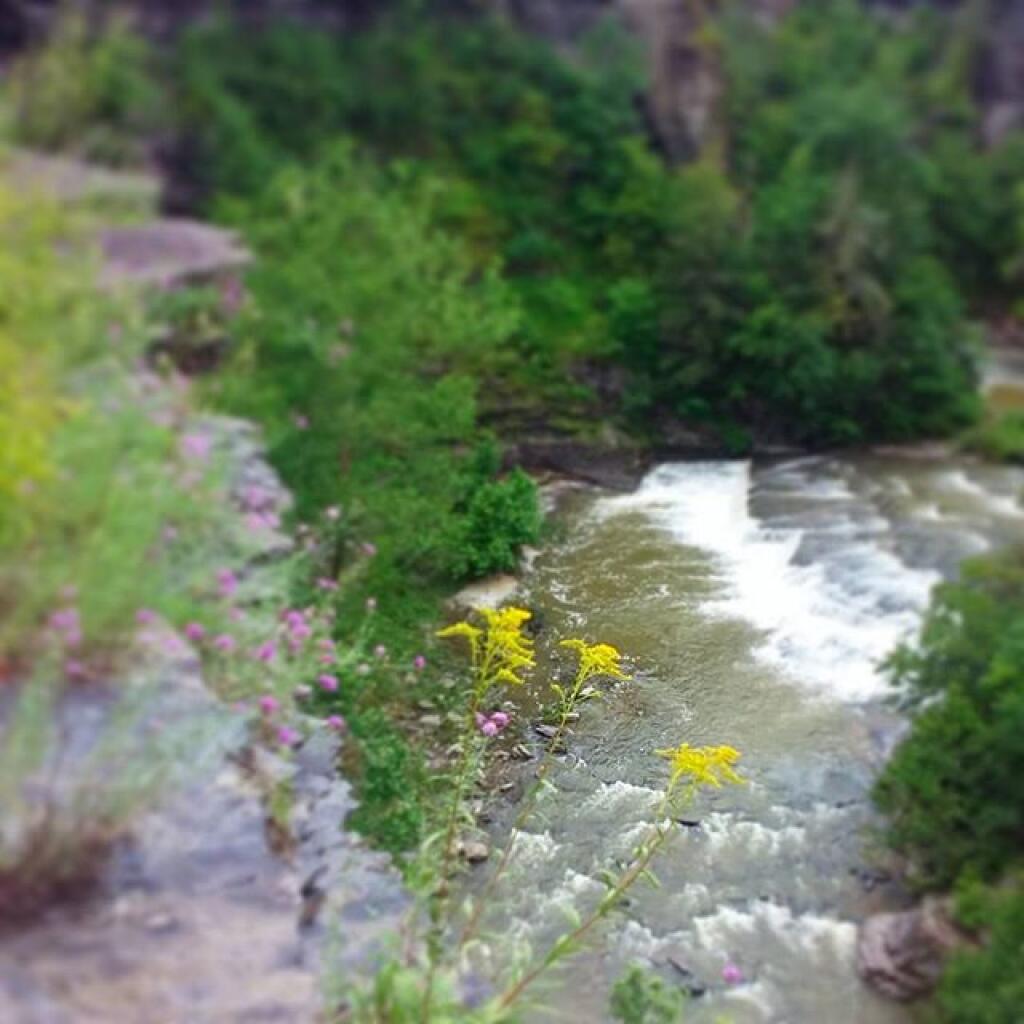 Photo: Golden Rod
