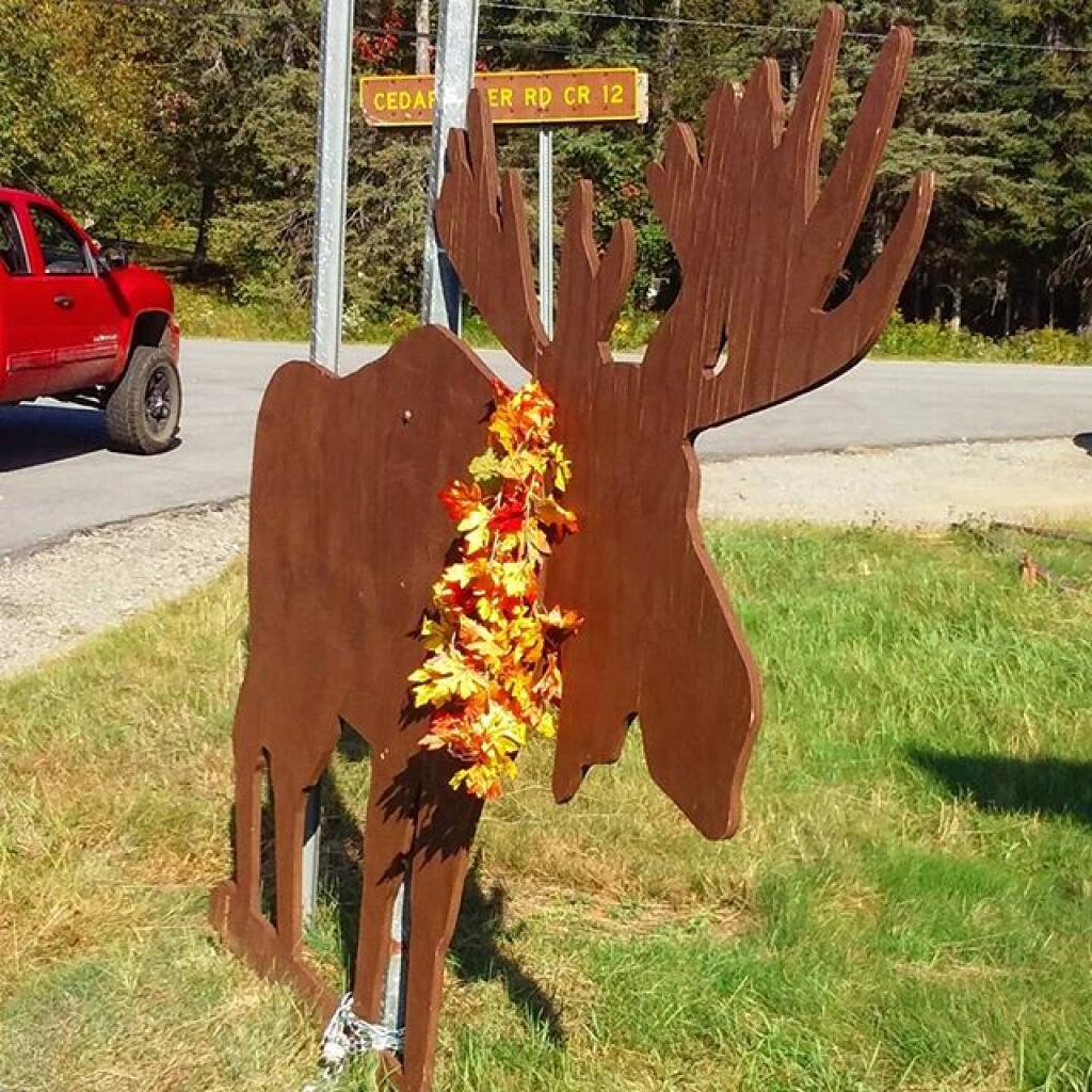 Photo: Moose