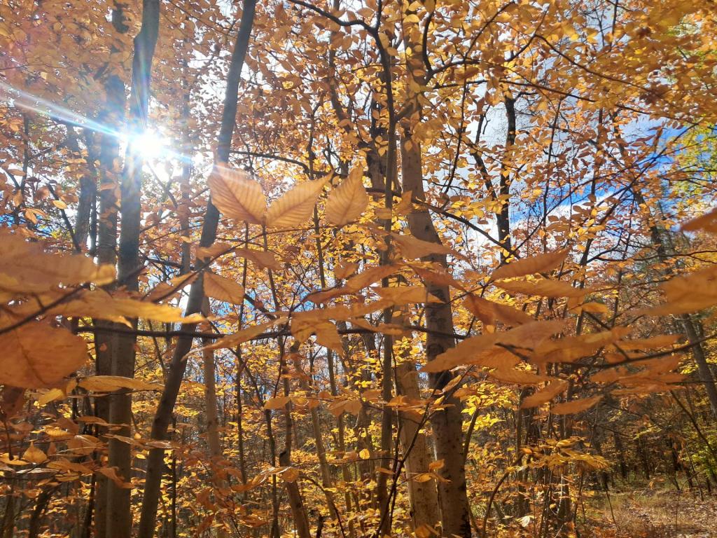 Photo: Sun