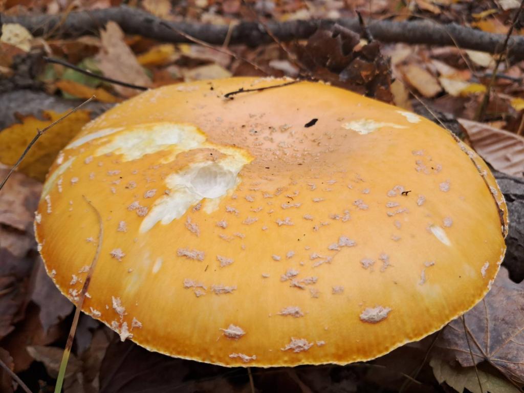Photo: Deadly Yellow Fly Agaric
