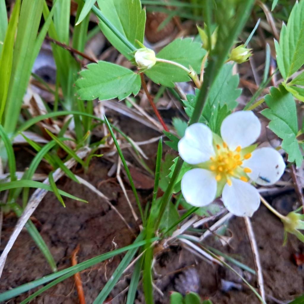 Photo: Wild Strawberry [Expires May 21 2026]