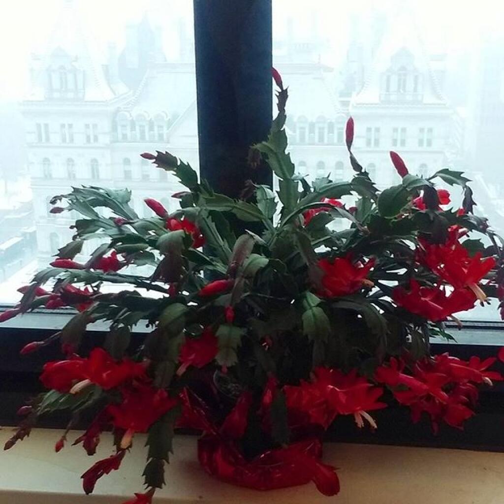 Photo: December 12, 2017 Christmas Cactus Update Photo: December 12, 2017 Christmas Cactus Update