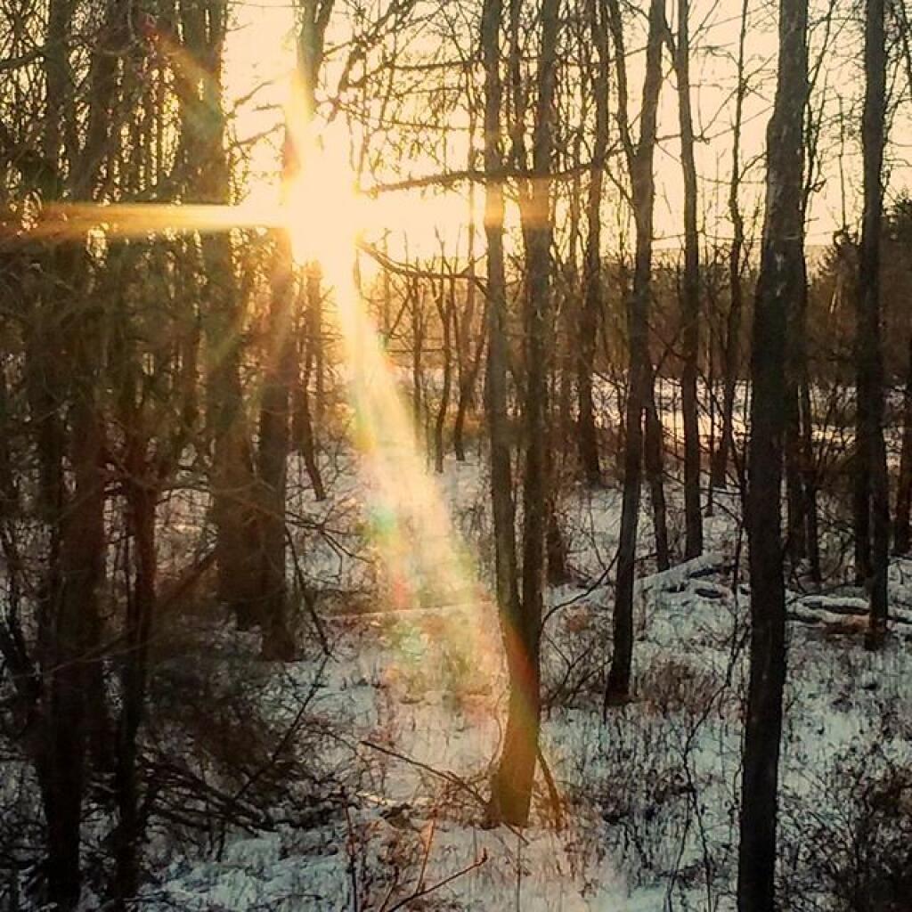 Photo: The Woods Photo: The Woods