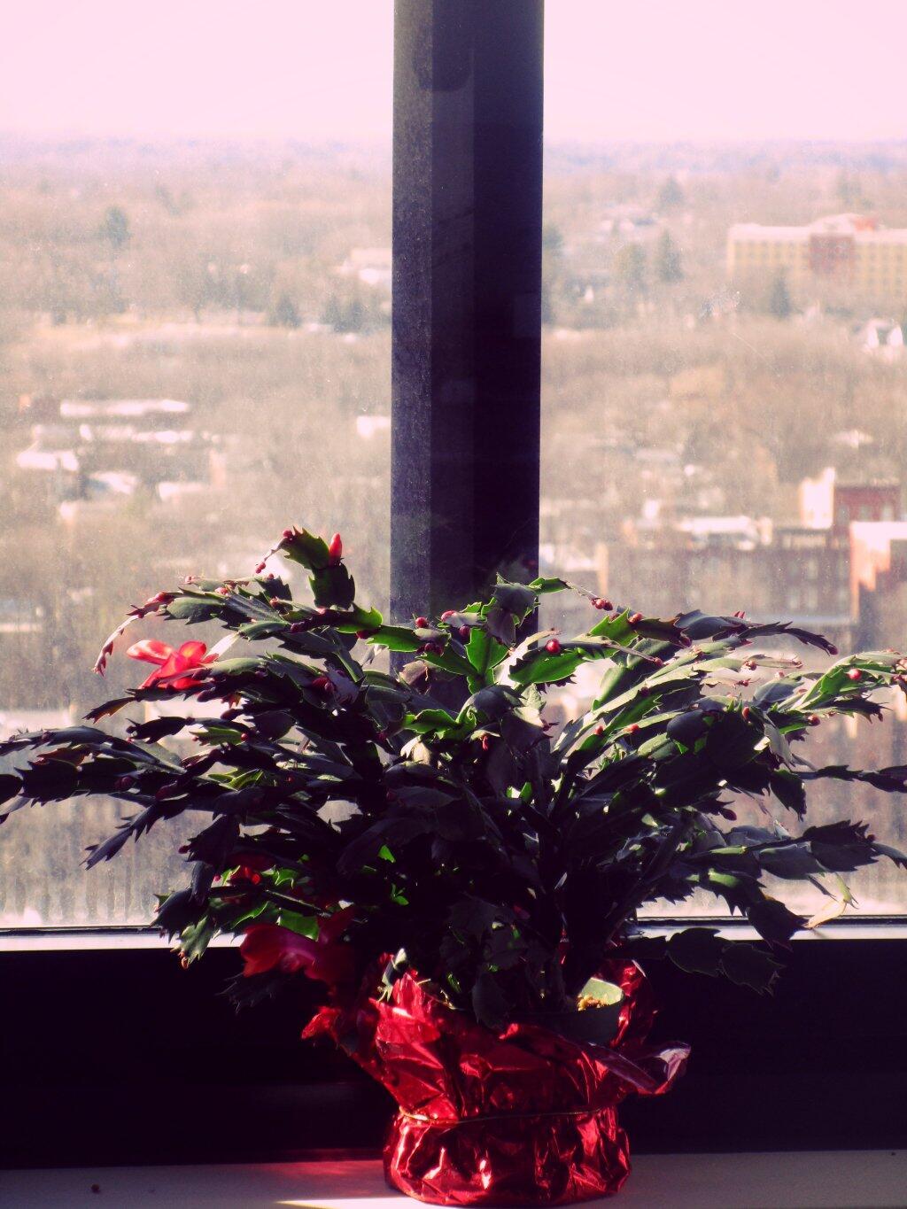 Photo: Just Starting To Bloom Again Photo: Just Starting To Bloom Again