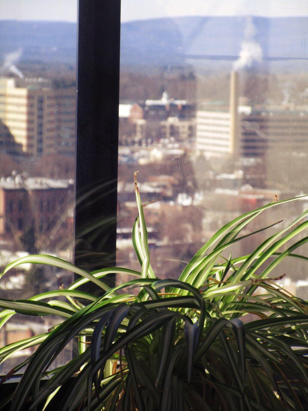 Photo: Spider Plant New View