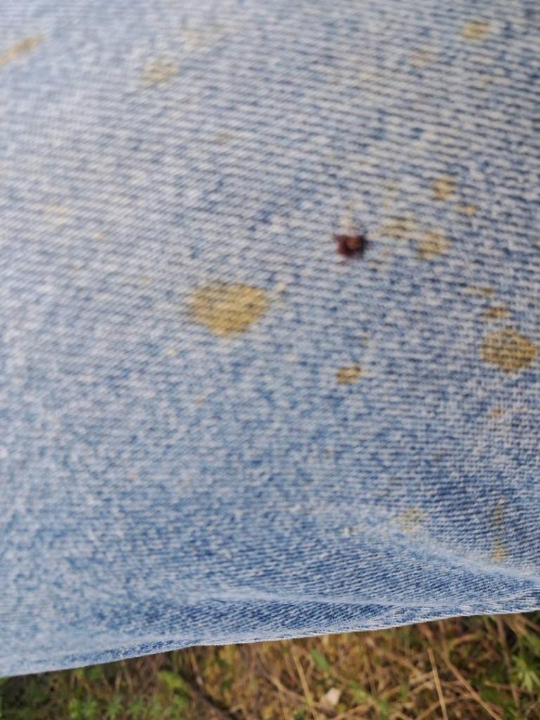 Photo: So many ticks [Expires May 24 2026]