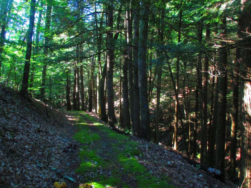 Photo: Old Doney Hollow Road Photo: Old Doney Hollow Road