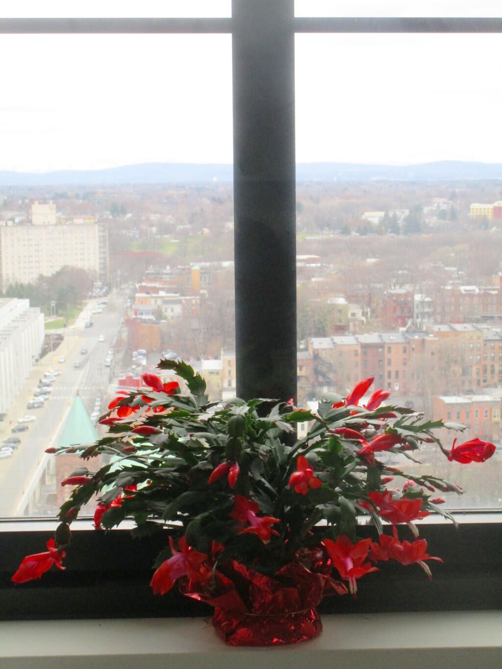 Photo: Christmas Cactus Photo: Christmas Cactus
