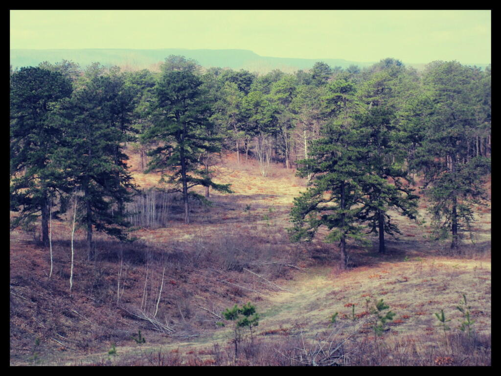 Photo: Off Blueberry Hill