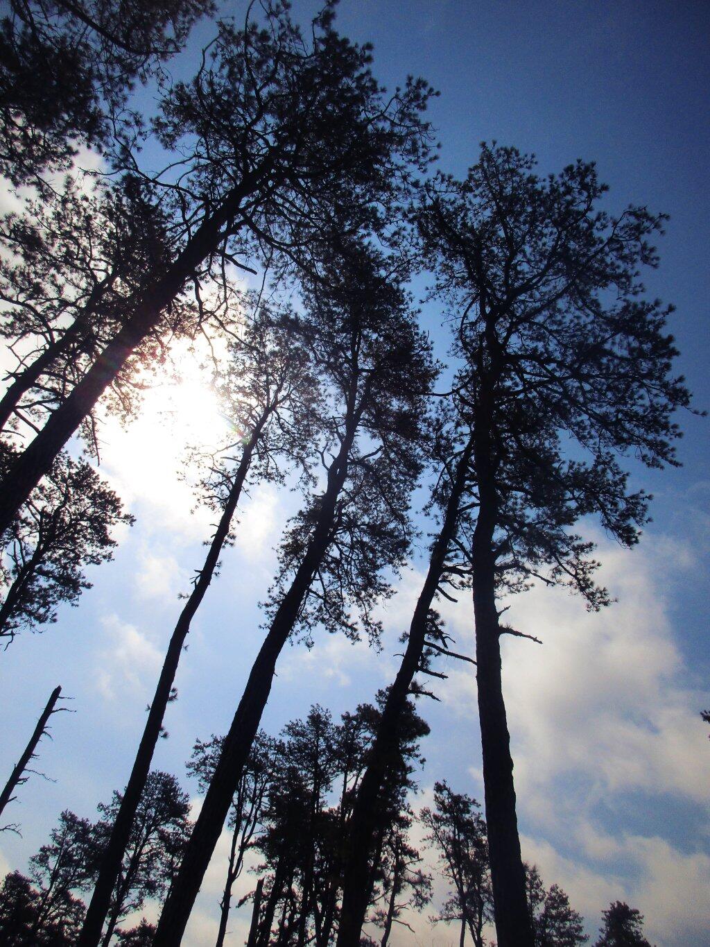 Photo: Pitch Pine Photo: Pitch Pine